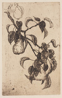 KG 09268
<br/>
tak van een pereboom
<br/>
<em>Heuff, Herman (1875-1945)</em>
